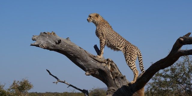 ghepard salbaticie