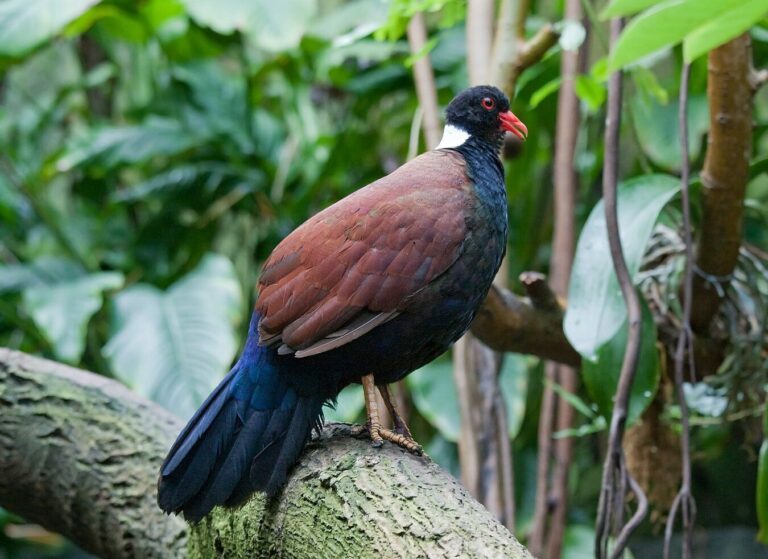 porumbelul fazan cu gat negru, pasare, tropical, papua noua guinee, fauna, descoperire
