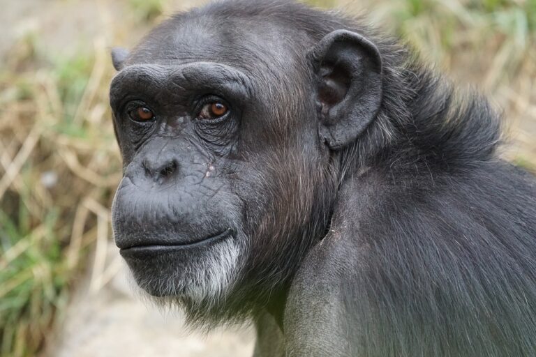 Cimpanzeu