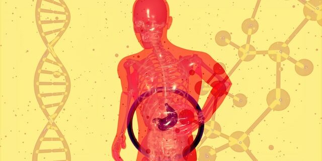 liver ficat medicina organe adn pacient medicamente experimente