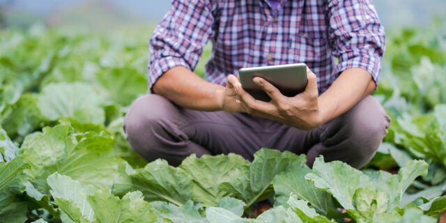 agricultura digitalizare, salata, tehnologie