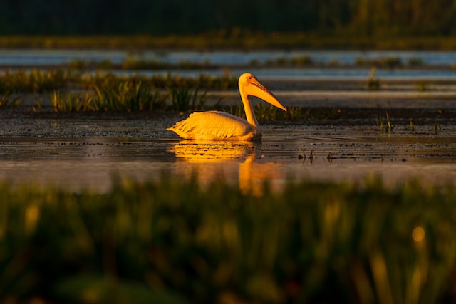canal bistroe bastroe delta dunarii dunare rezervatie arbdd pelicani specii protejate 2