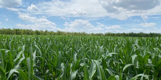 tanar fermier agricultura agricol teren ferma porumb cereale (1)