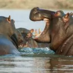 hipopotami