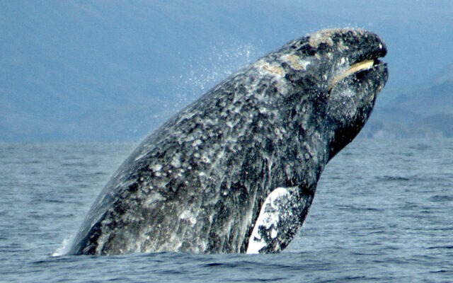 balena cenusie, mamifer, ocean, fauna marina