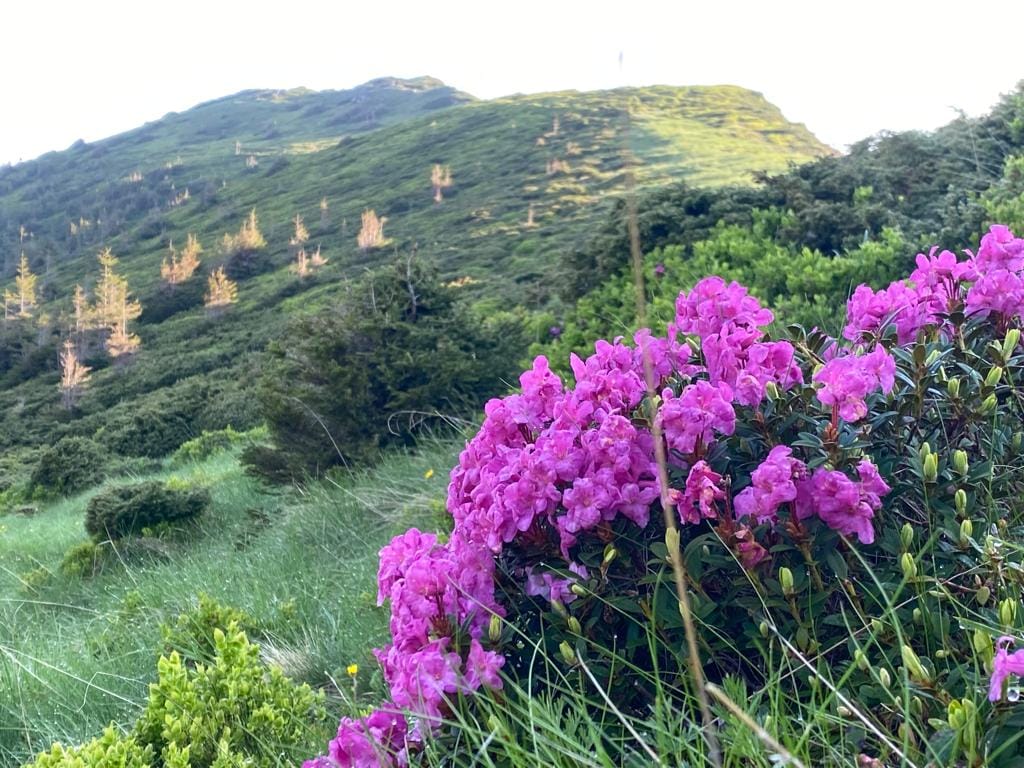 rododendron, muntii rodnei, flori, peisaj, romsilva
