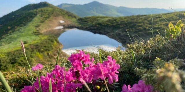rododendron, muntii rodnei, flori, peisaj, romsilva