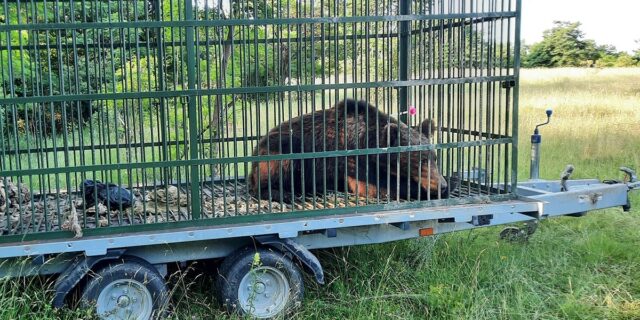 urs capturat, ursi