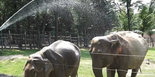 elefanti, zoo, gradina zoologica