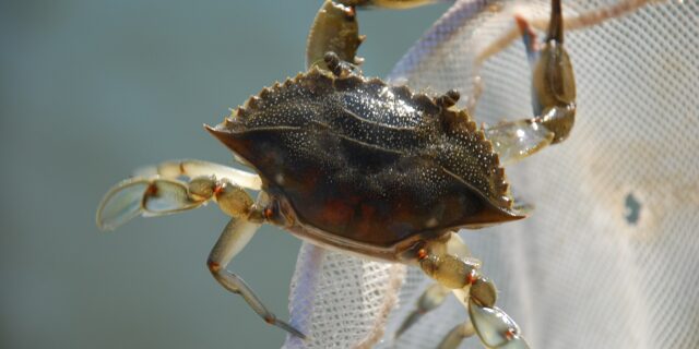 Guvernul italian alocă 2,9 milioane de euro pentru a salva fermele de scoici ameninţate de o specie invazivă de crabi
