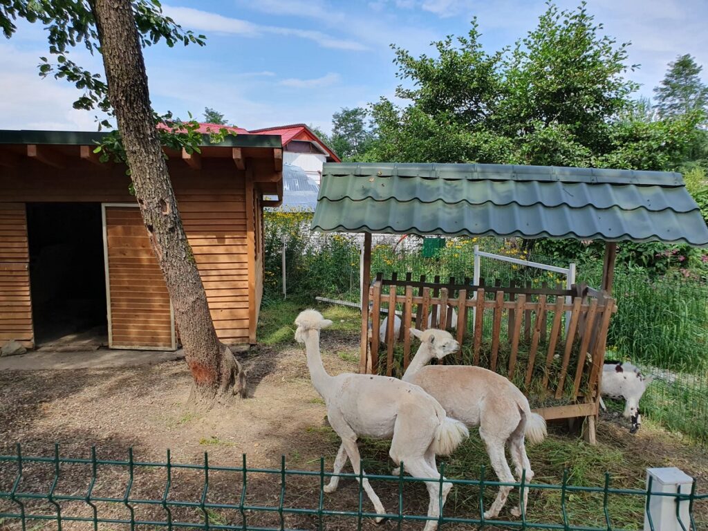 Brambura Park, alpaca, zoo