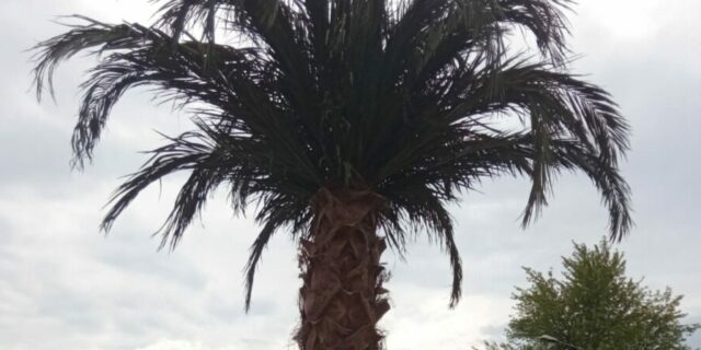 palmier sectorul 2 bucuresti