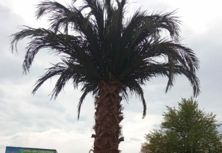 palmier sectorul 2 bucuresti
