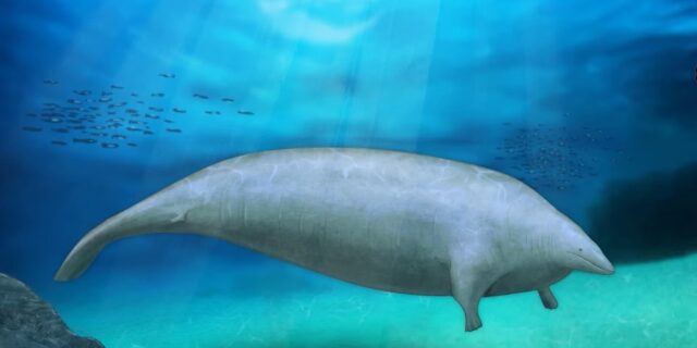 cetaceu balena animal marin