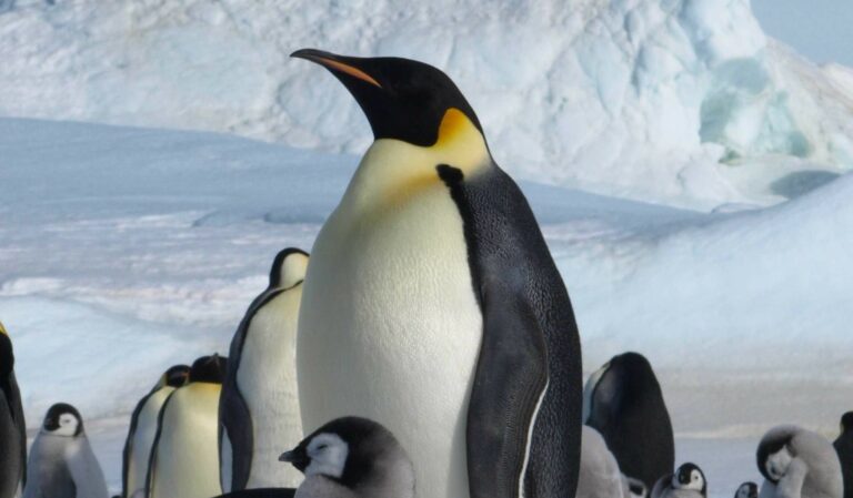 pinguin imperial
