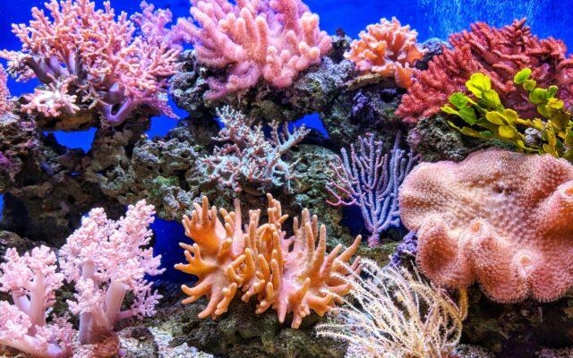 corali, marea bariera corali, ocean