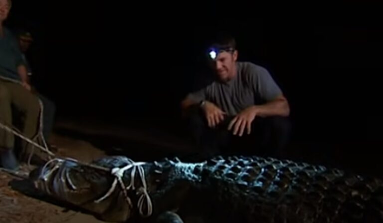 Adam Britton, zoofilie, crocodili