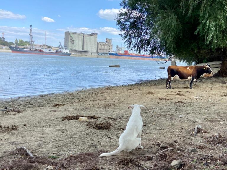 ismail port dunare caine vaca