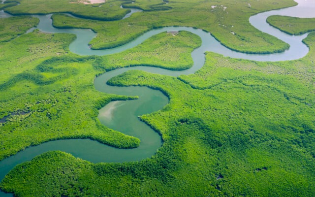 amazon râu fluviu apă pădurea amazoniană pădure climat cald natură conservare