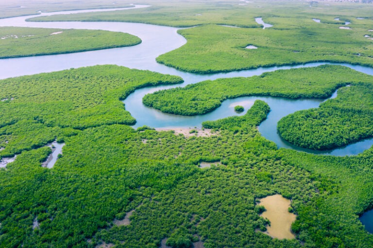 padure amazoniana brazilia amazonas natura protectia mediului