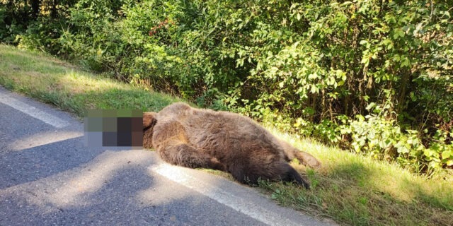 urs trafic masina rus omorat