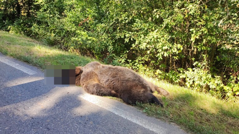 urs trafic masina rus omorat