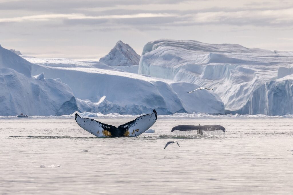 balena cu cocoasa, ghețar, Groenlanda