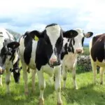 vaca vaci holstein ferma animale