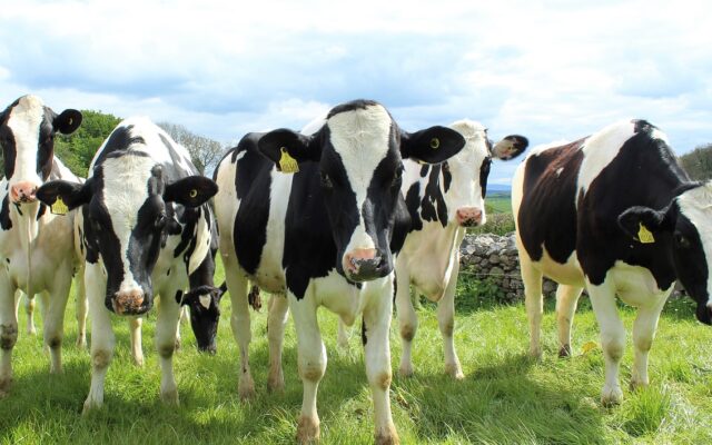 vaca vaci holstein ferma animale