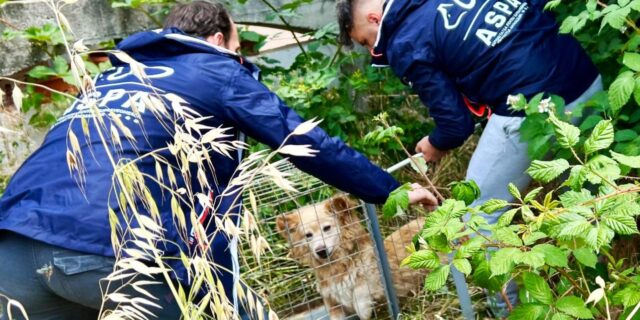 Aproape jumătate dintre câinii capturaţi în acest an provin din Sectoarele 5 şi 6, anunță ASPA București/ Câți câini au fost prinși în total