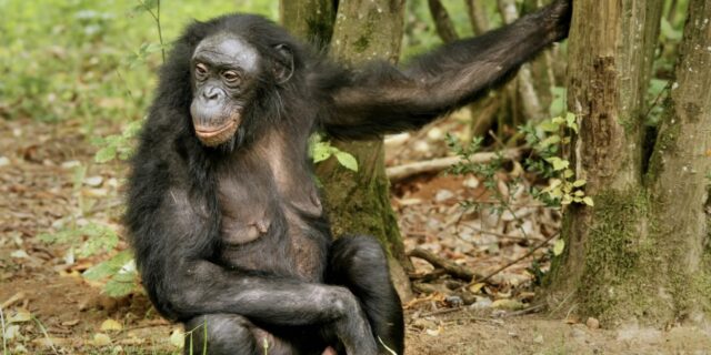 Maimuta bonobo