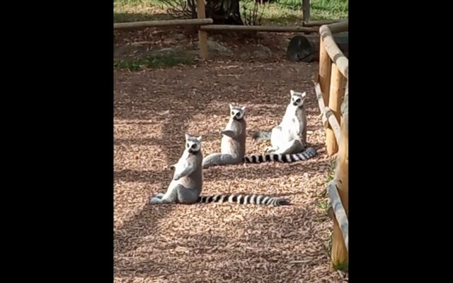 lemuri, Zoo Târgu Mureș