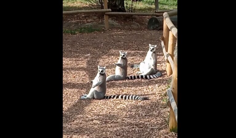 lemuri, Zoo Târgu Mureș