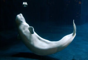 balena beluga, acvariu, captivitate, mamifer marin