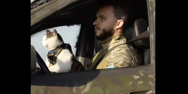 pisici de război