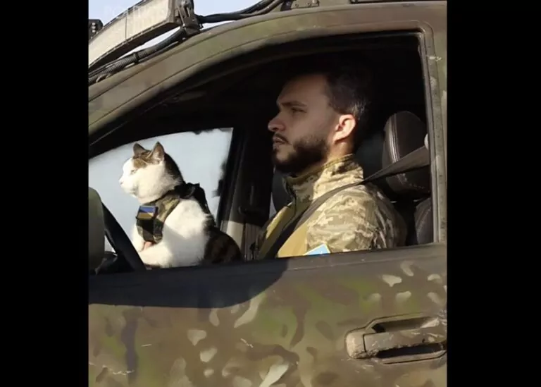 pisici de război