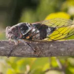 cicada, cicade, insecte