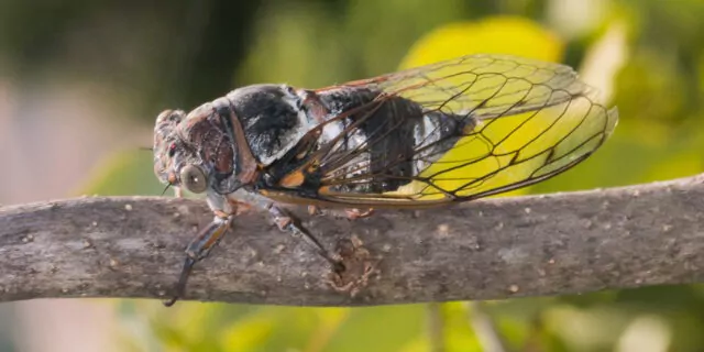 cicada, cicade, insecte