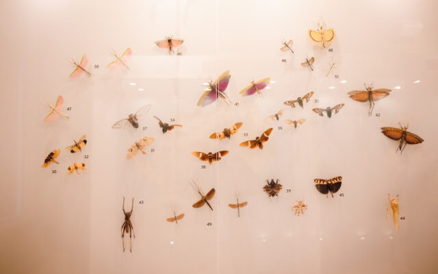 insecte muzeul de stiintele naturii din targu mures