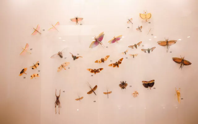insecte muzeul de stiintele naturii din targu mures