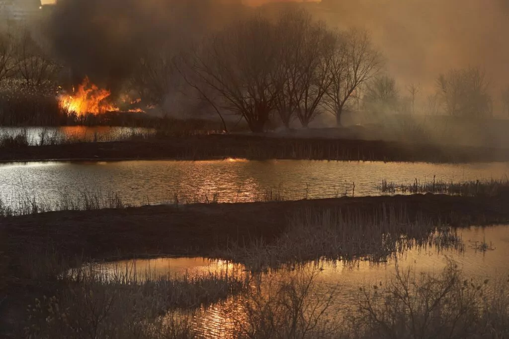 incendiu Delta Văcărești, incendiu vegetație