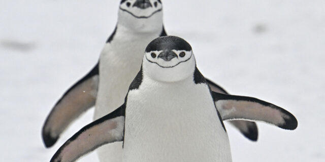 pinguini antarctica