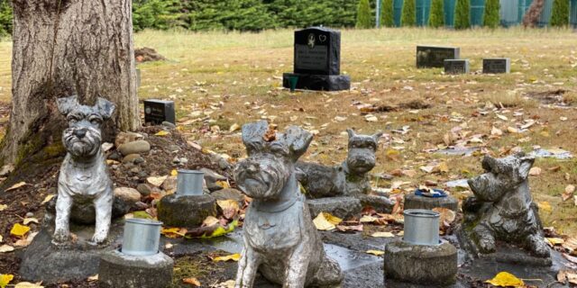 cimitir pentru animale caini