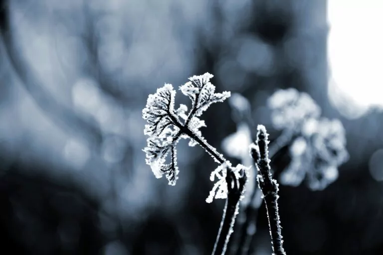 flori gheata iarna zapada