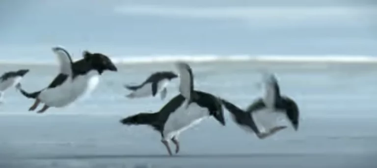 pinguini zburatori, farsa 1 aprilie
