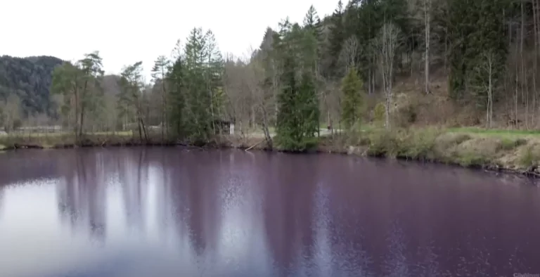 Lac violet Germania