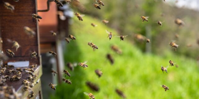 albine, apicultori, pesticide, romania
